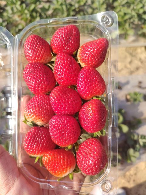 Premium South African Strawberries Organic Yes Freshness High Quality Premium Export Grade Yes Origin South Africa Shelf Life Consistent - Image 4