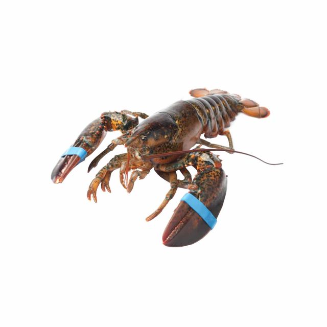 High Quality Pure Natural Frozen American Lobster Tails Whole Live Fresh Condition Thailand Box Packaging 4.54kg  - Image 3