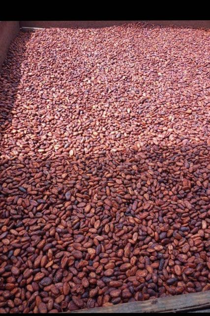 Cocoa Beans – product photo 3, product detail gallery