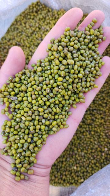 green mung beans Type dried Flavor Rich Color green Texture Fresh Packaging bag Origin Uzbekistan Size Range 2.5 - 4.0 Mm - Image 2