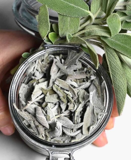 Dried sage leaves - Image 1