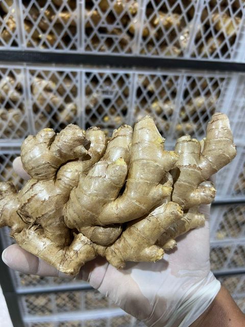Fresh Organic Ginger Origin Peru Quality Grade Cat I Minimum Order 1 Fcl Storage Temperature 10-12 - Image 3