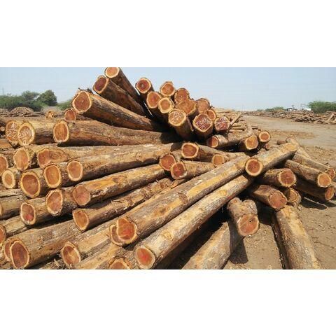 Direct Supplier Of Hard Wood Round Logs At Wholesale Price - Image 1