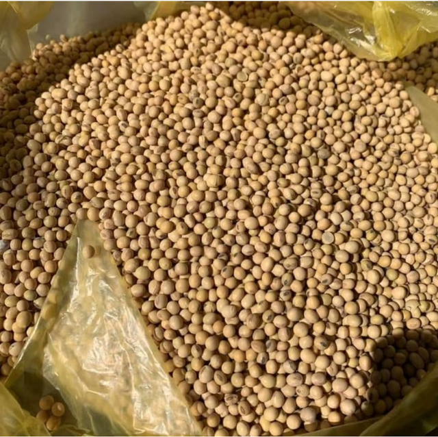 High-Quality Soybean Seeds Purity ≥ 98% Origin Nigeria Admixture ≤ 2% Type soybean seed Damaged Seeds ≤ 1% Foreign Matter ≤ 1% - Image 4