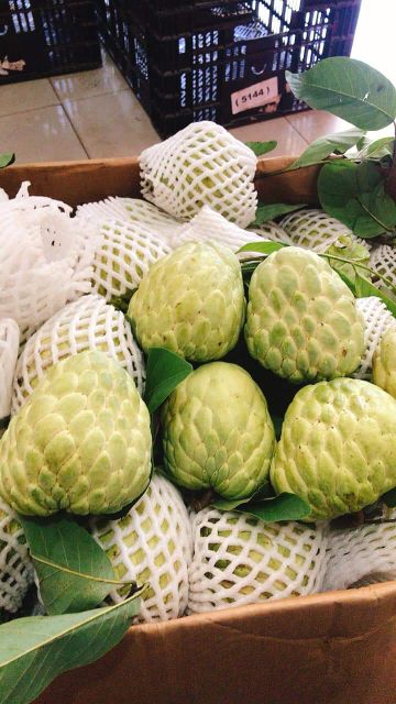 Vietnamese custard apple is a very popular fruit with natural aroma and sweetness that is exported to many markets - Image 5