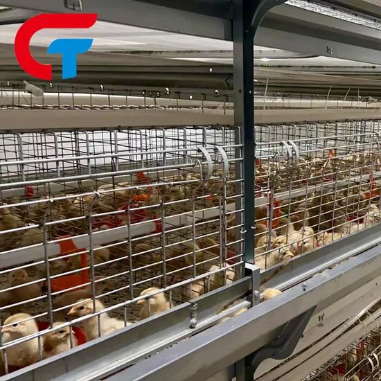 H Frame Automatic Feeding System Farming Poultry Equipment Battery Cage - Image 4