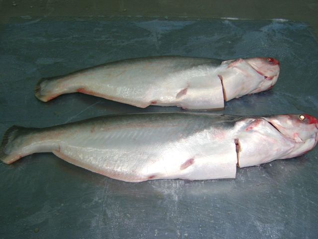 Pangasius, Basa fish, Whole Gutted, Vietnam Origin Grade A . Flavor Mild Texture Fresh Origin Vietnam Shape Whole, Gutted - Image 3