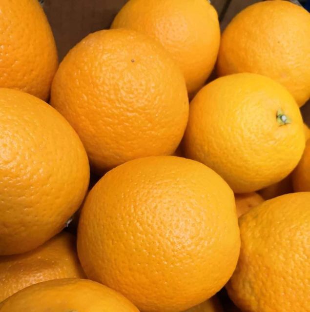 Fresh Navel Oranges available from South Africa - Image 4
