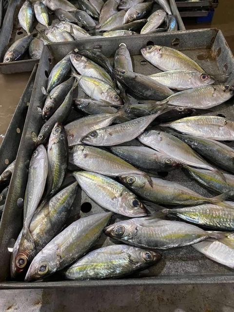 BIG EYE SCAD FOR HIGH QUANTITY WHOLESALE Ph Value Na Style Frozen Content Fish Additives Na Variety Bigeye Weight - Image 3
