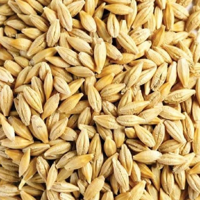 Natural Barley Grain With Excellent Quality Premium Barley Grain Available For Retail And Export Purchase - Image 1