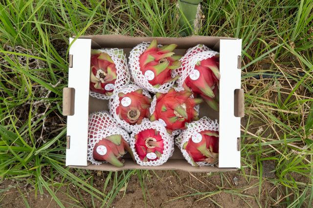 Dragonfruit Organic No Grade A, AA Size 10, 12, 6, 8, 9 Packaging 3 kg, 4.5 kg Place of Origin Perú🇵🇪 Degree of Processing Other - Image 3