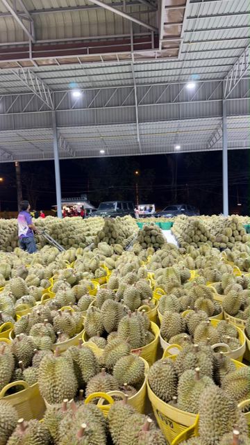 Durian – product photo 9, product detail gallery