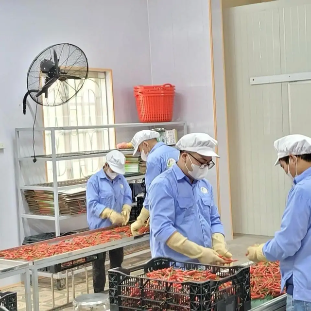Chilli Fresh Chili Exporter - Best Price & High Quality for supply Premium Dried Red Chilli Peppers – Export Quality Wholesale Spice Supply - Image 2