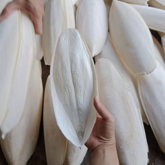 High Quality White Natural 100% Natural Cuttlebone Box Cuttlebone Blister Dried Cuttlefish Bone - Image 4