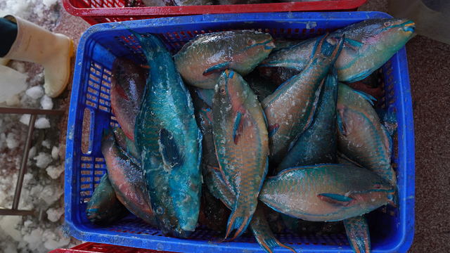 HOT SALE!! Frozen Parrot Fish Whole /Fillet IQF Vietnam Wholesale original price - Image 3
