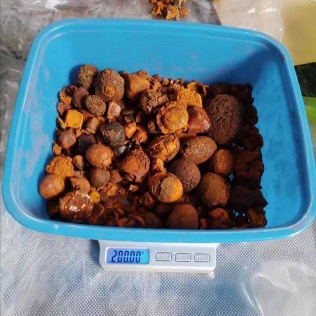 100% Natural Top Quality Ox Gallstones Cattle Gallstones Cow Gallstones Hot Selling Factory Price Buy Cow Gall Stones fo - Image 3
