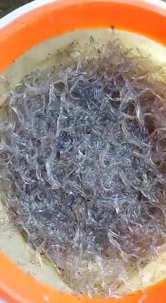 Alive Baby Glass Eel - Image 2