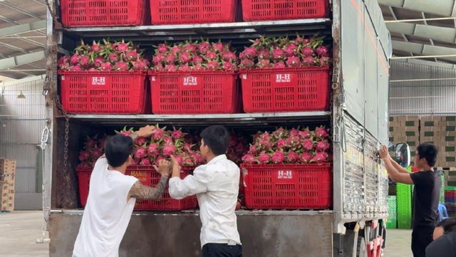 Dragon Fruit Packaging 4 kgs/box, 9 - Image 1