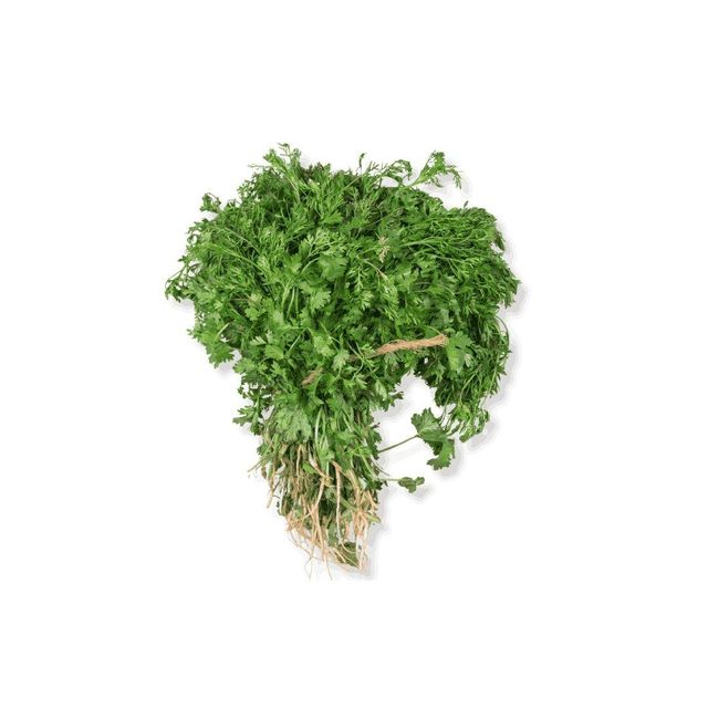 Excellent Quality Fresh Raw Organic Natural Coriander Seeds for Immunity Support Nutritional Products Worldwide Supply Available Excellent Quality Fresh Raw Organic Natural Coriander Seeds for Immunity Support Nutritional Products Worldwide Supply Available - Image 4