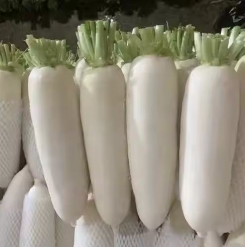 white radish Color White Texture Crisp, Juicy Weight 0.5–2kg Per Piece Origin Premium Planting Areas In China Logistics Reliable Cold-chain Logistics - Image 1