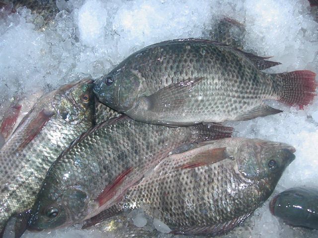 IQF Frozen Tilapia BQF Tilapia Premium Quality Cut Belly Form Whole Round Flavor Mild And Sweet Texture Firm And Flaky Freshness Level Fresh, Frozen - Image 4