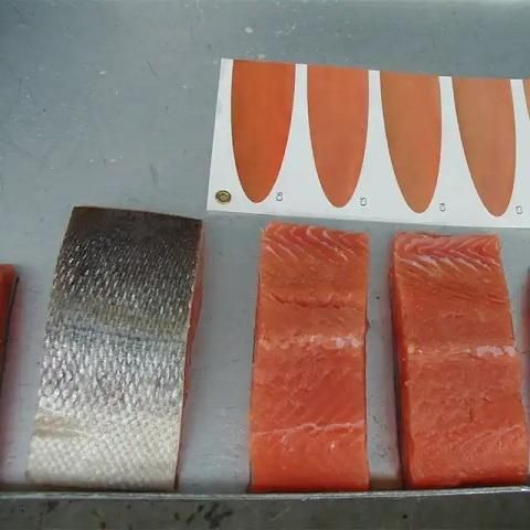 Fresh Norwegian Salmon Naturally Nutritious Atlantic Fish With 100% Fresh Quality For Seafood Buyers - Image 4