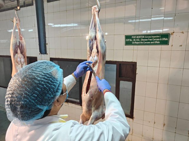 FOZEN MEAT - Image 5