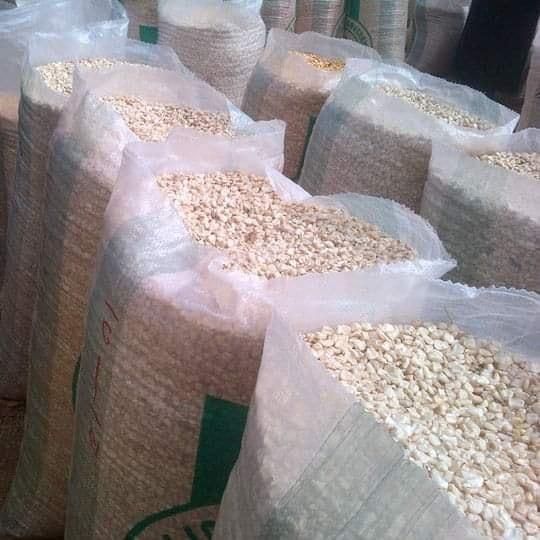 NON GMO WHITE CORN MAIZE - Image 3
