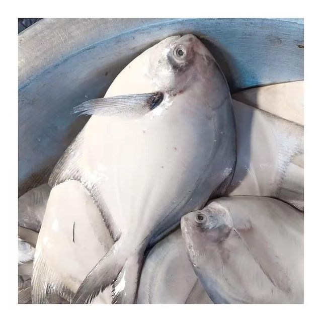 Frozen Silver Pomfret Fish Premium Whole Round Export Quality Seafood For International Food Distribution Markets - Image 4