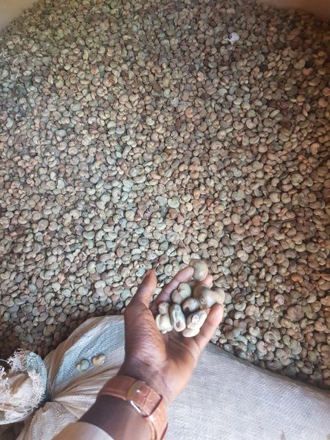 Raw Cashew Nuts - Image 4
