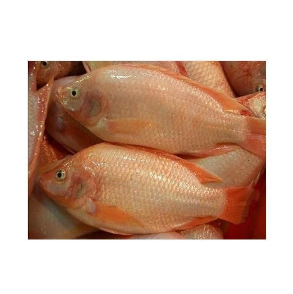 High quality Frozen seafood Frozen Red Tilapia Fish Wholesale Price - Image 3