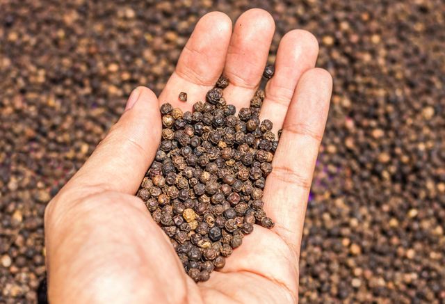 Organic Black Pepper Form Ground Origin India Moisture ≤ 12% Features Organic Delivery Form Bag Size 3 Mm – 12 Mm Light Berries ≤ 2% - Image 3