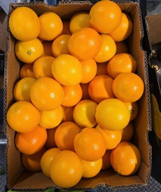 FRESH MIDKNIGHT VALENCIA ORANGE FOR SALE!! CLASS 1 EXPORT QUALITY MIDKNIGHT VALENCIA ORANGES FOR EXPORT – product photo 5, product detail gallery