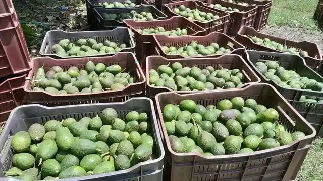 Avocado - Image 5