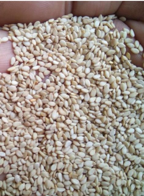 Indian Origin Natural White Sesame Seeds, Hulled Sesame Seeds Sortex Cleaned - Image 2