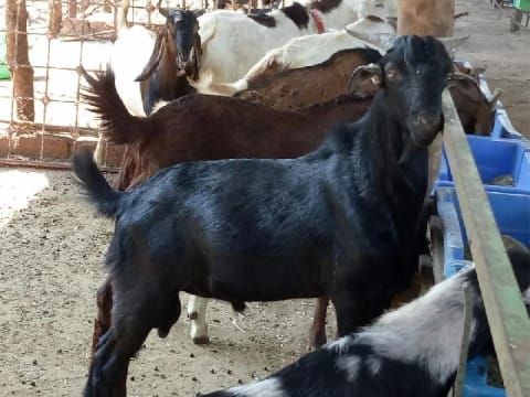 Live Goats - Image 1
