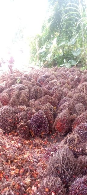 CRUDE PALM OIL – product photo 4, product detail gallery