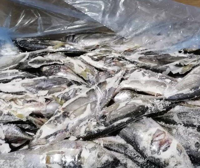 +16 horse makarel frozen fish Freshness Level Frozen - Image 1