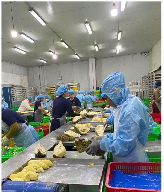 Frozen Durian IQF Place of Origin Viet - Image 4