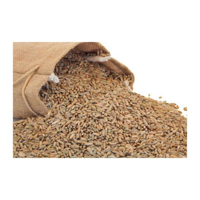 Wholesale rye grain bulk supply for flour mills and food industry - Image 5