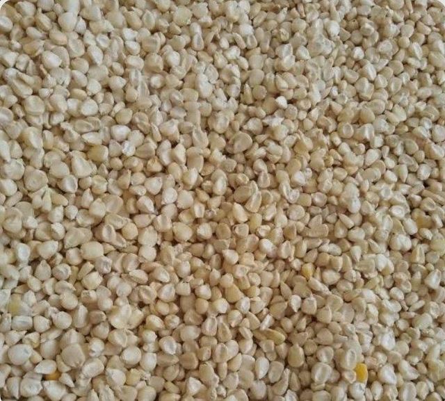 Maize - Image 3