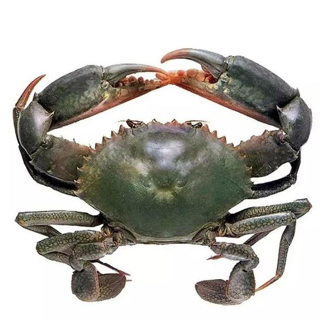 Premium Frozen Crab with Naturally Sweet Full Meat Carefully Selected Processed and Frozen to Preserve Fresh Ocean Taste - Image 2