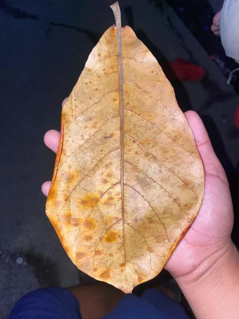 DRIED CATTAPA LEAVES/ INDIAN ALMOND LEAVES - Image 3