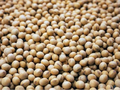 Soybean - Image 1