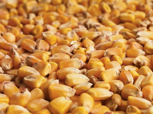 Best Bulk Supply of Non GMO Dried Yellow Corn for Animal Feed White Corn at Cheap Price GMO-Free Corn Cultivation Type - Image 4