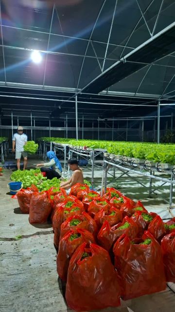 Fresh Hydroponic Green Leaf Lettuce — 100% Pesticide-Free - Image 4