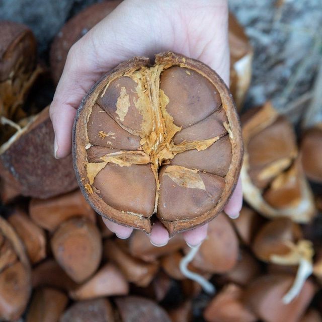 Pure Andiroba Oil from the Brazilian Amazon for Skincare, Haircare and Natural Cosmetic Applications - Image 3