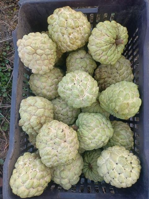 Custard Apples - Image 2