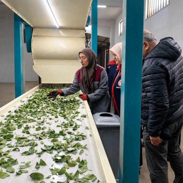 Turkish Dried Bay Leaves (Laurus nobilis L.) — Semi Select & FAQ Pressed Bale - Image 7