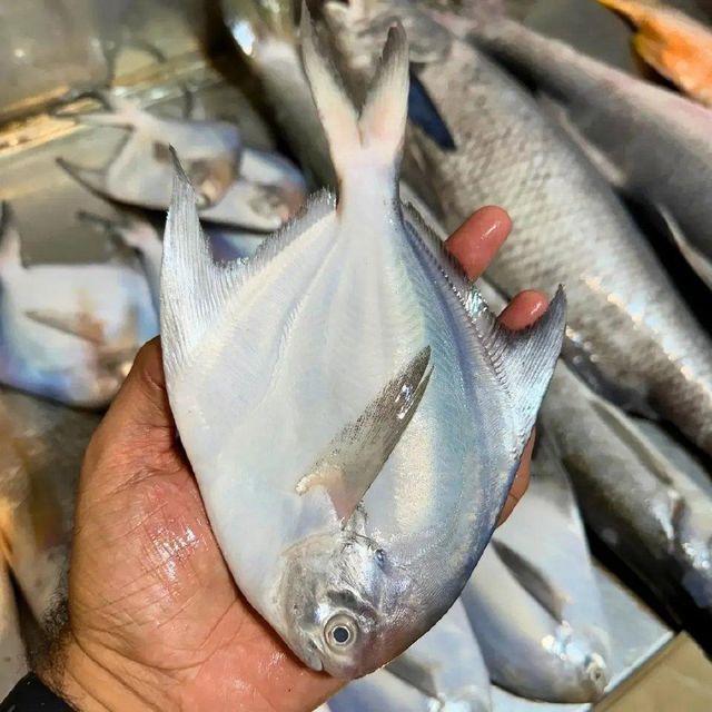 New Season Silver Pomfret Frozen White Pomfret Fish with Size 80-100-150-200g. - Image 3
